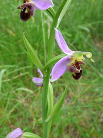 Ophrys apifera